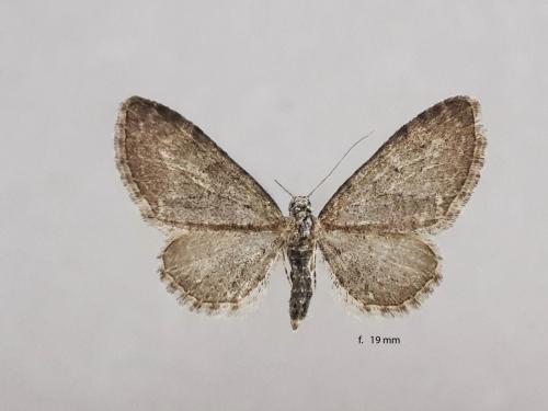 Réf. 327 656 : Eupithecia vulgata
